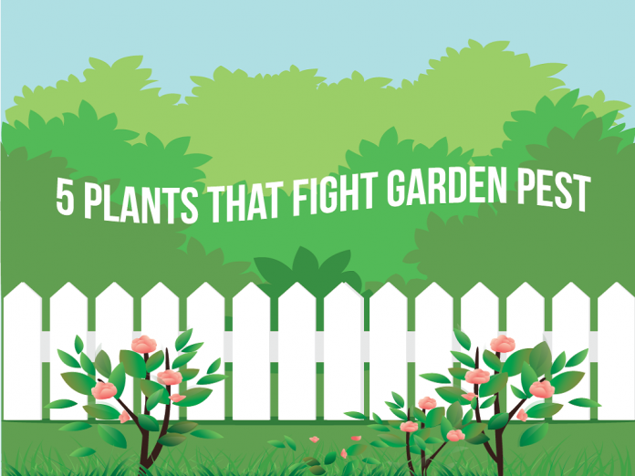 5 Plants That Fight Garden Pest Control