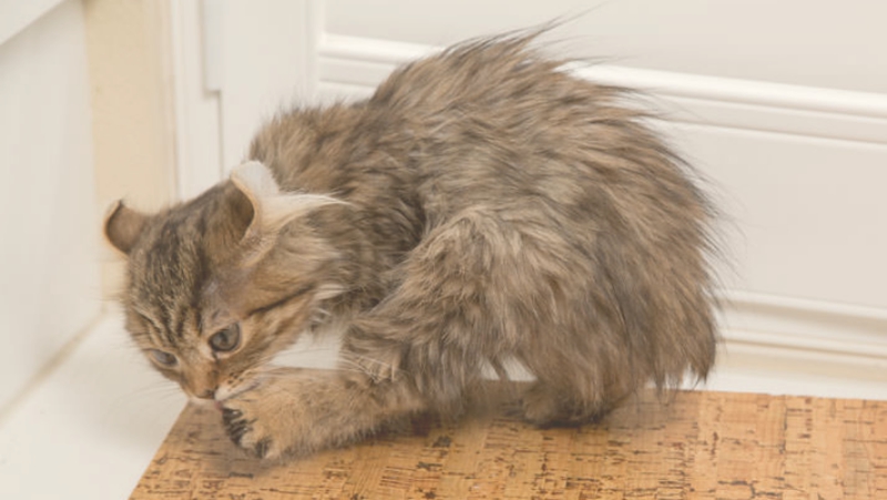 scratching remedies